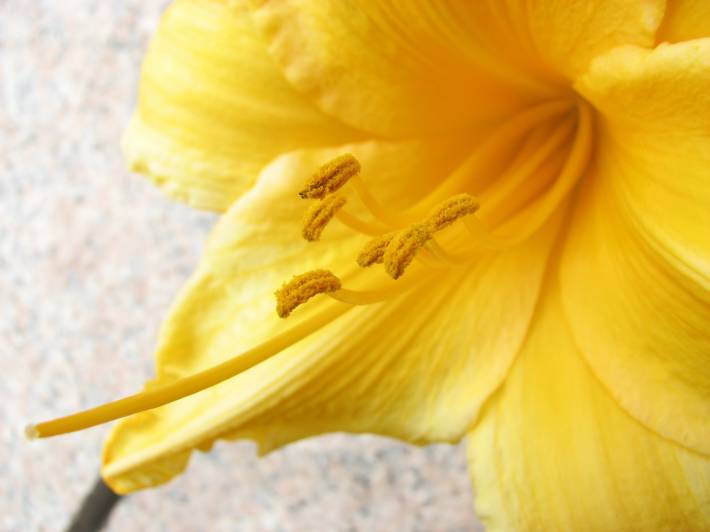 макро, цветок, жёлтый, пыльца