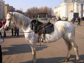 Голая женщина на лошади в центре Москвы шокировала прохожих