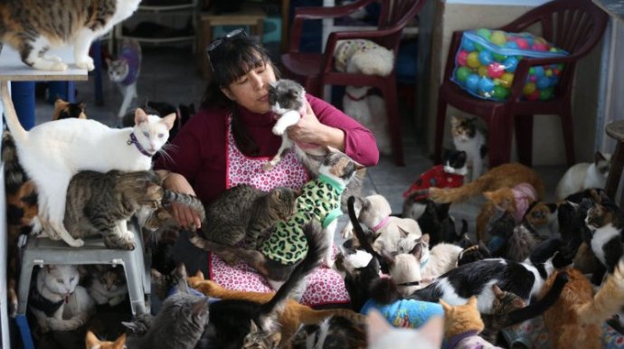 Гордая независящая очаровательная женщина с кошками на фото
